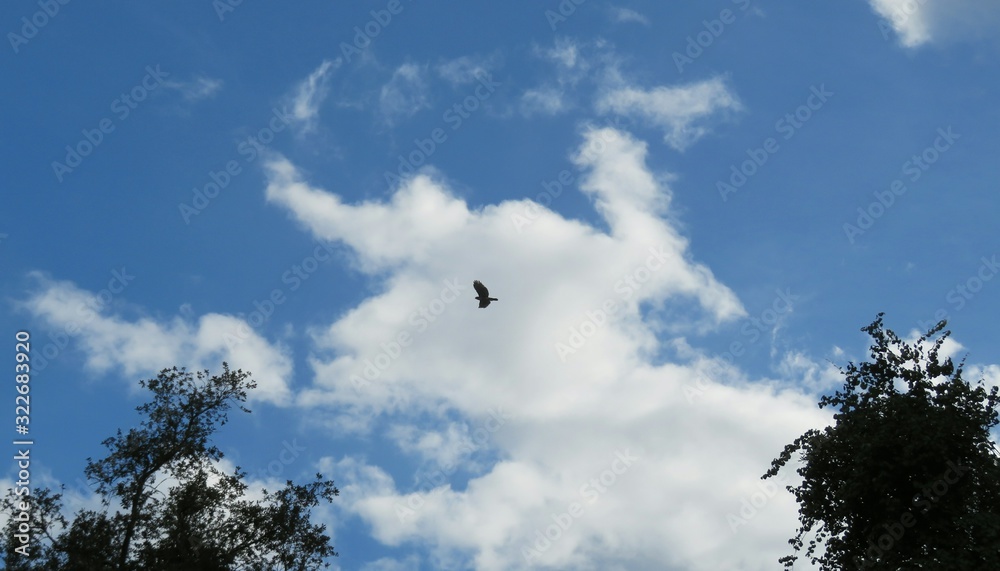 Beautiful fluffy clouds in blue sky and bird in flight Beautiful fluffy clouds in blue sky and bird in flight