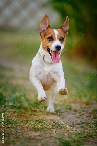 Jack Russell Terrier dog running and jumping in the backyard.