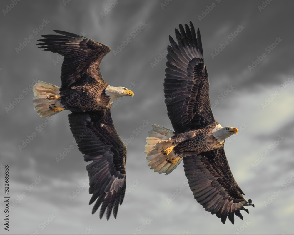 Fototapeta premium Bald Eagles in Flight