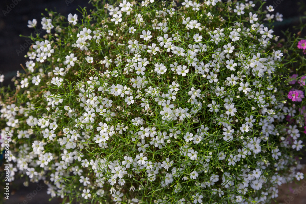 Blooming purple flower with dewdrops and green leaves,Cuphea hookeriana Walp. Blooming purple flower with dewdrops and green leaves,Cuphea hookeriana Walp.