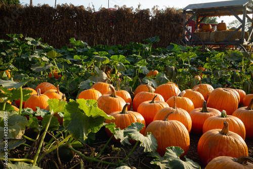 Sunny natural pumpkin patch in Autumn