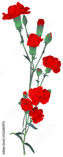 Red carnation bouquet symbol memory Russian victory day. Red clove isolated on white