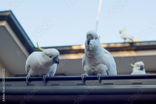 Sulphur-crested cockatoos sitting on a roof of resedential building photo