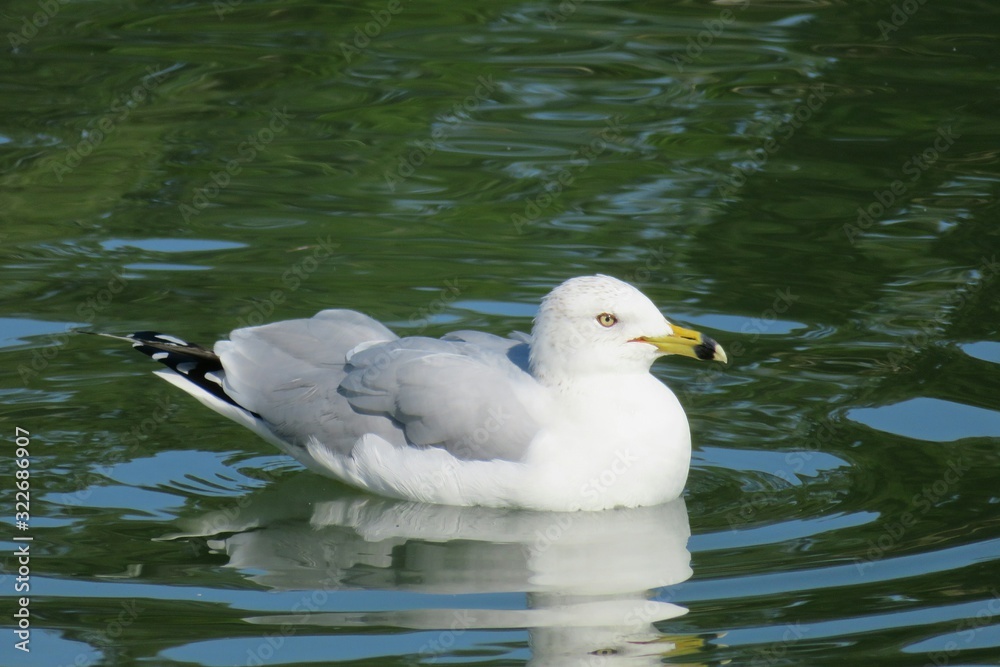 Seagull on river background in Florida nature, closeup