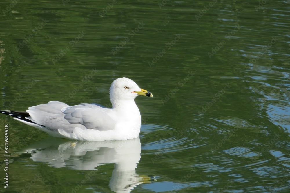 Seagull on green water background in Florida lake, closeup