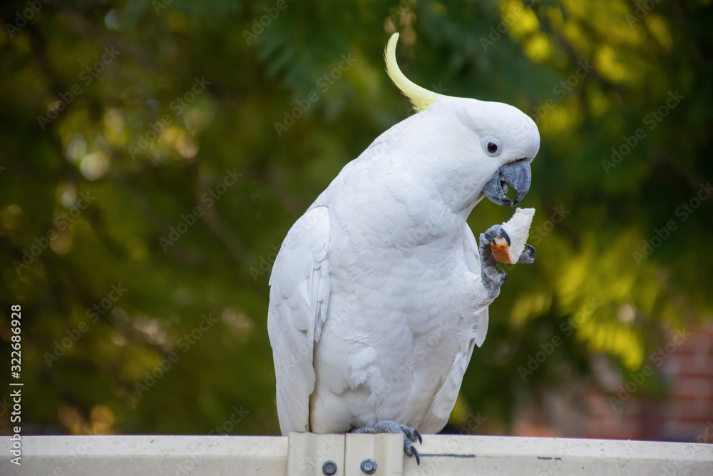 Curious sulphur-crested cockatoo sitting on the backyard fence with piece of bread in its beak Curious sulphur-crested cockatoo sitting on the backyard fence with piece of bread in its beak