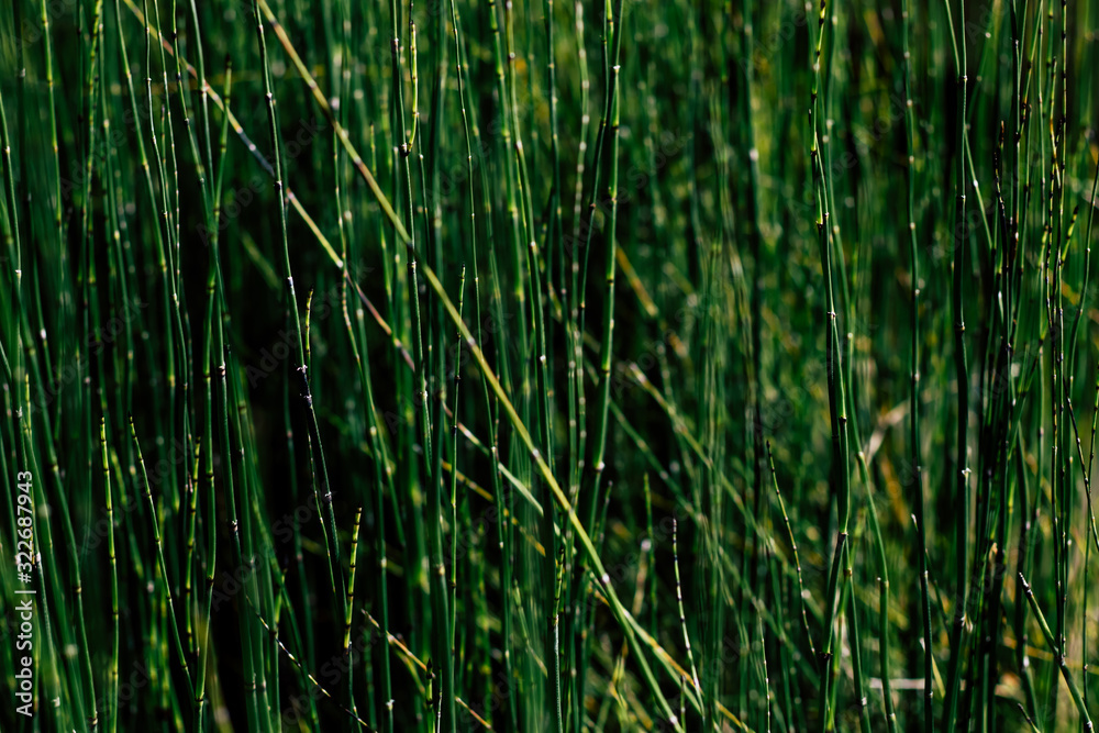 Obraz premium green grass with water drops