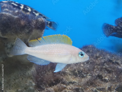 tanganyikan fish caudopunctatus in aquarium