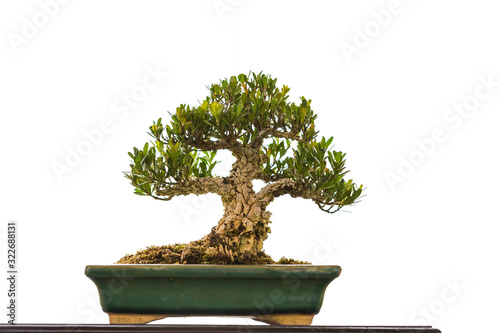 Asian bonzai growing in ceramic plate isolate on white background, decorate plant
