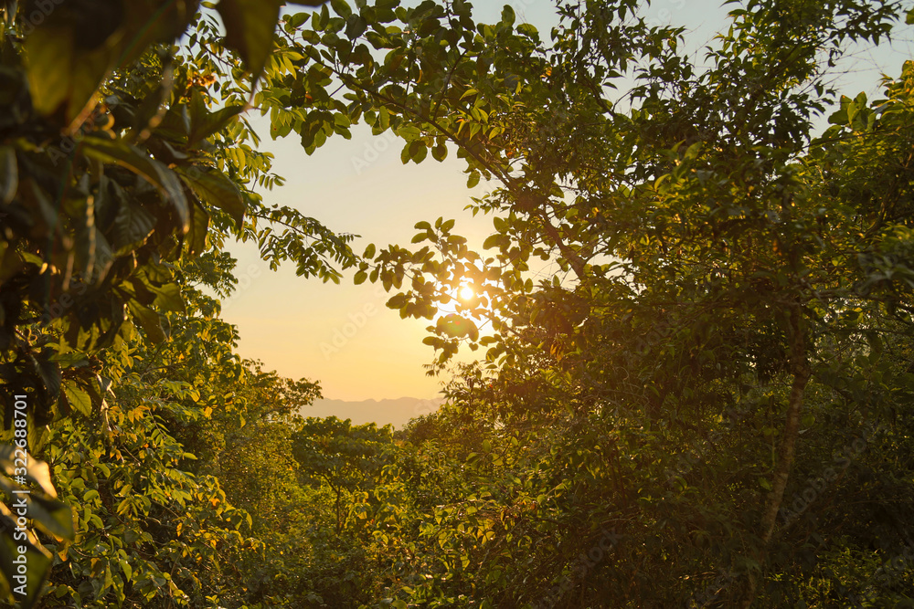 Fototapeta premium Sun at the dawn in between branches,Impressive tree silhouettes over fields with dramatic sky