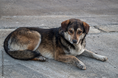 Homeless mongrel dog of gray-brown color with white chest and long hair  fluffy tail and hanging ears lies on gray sidewalk of street near the road looking straight with kind tired slightly puffy eyes