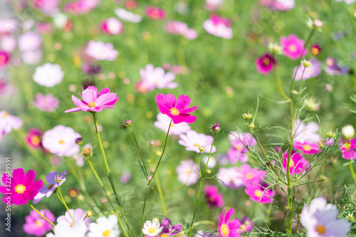 pink flowers in the garden