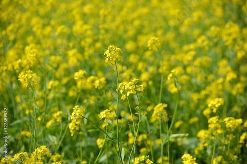 Beautiful yellow flowers of mustard field © Sahil Ghosh