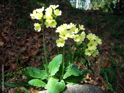 Mountain cowslip (Primula auricula), Bear's ear, Die Aurikel oder Alpenaurikel, Planinski ili alpski jaglac photo