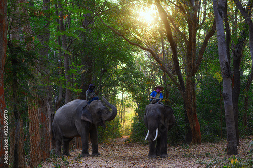 Elephants at forest Surin Thai land on the morning sunset. © Pramprach