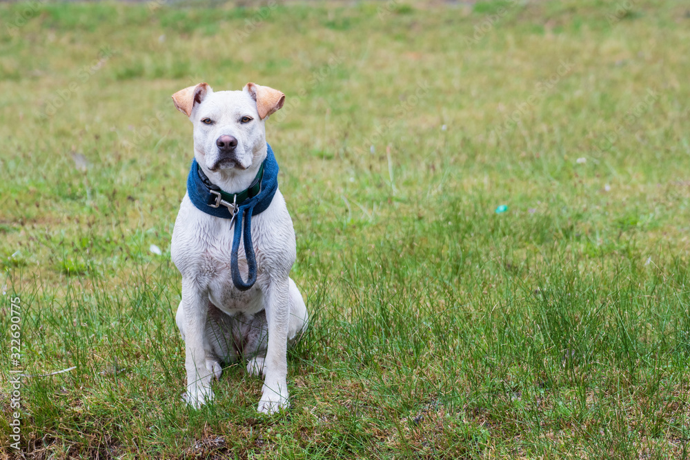 Portrait of an American Pit Bull Terrier sitting in the grass looking at the camera Portrait of an American Pit Bull Terrier sitting in the grass looking at the camera
