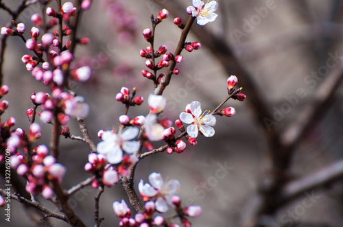 Cherry tree  in blossom. Beginning of a spring
