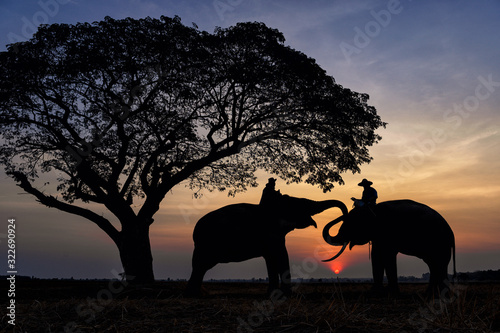 Silhouette of asia Elephants at Surin Thai land on the morning sunset.