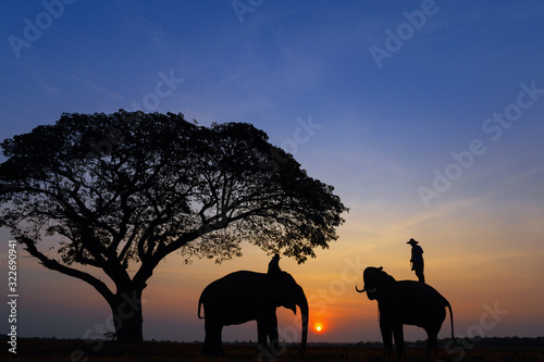 Silhouette of asia Elephants at Surin Thai land on the morning sunset. © Pramprach