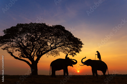 Silhouette of asia Elephants at Surin Thai land on the morning sunset.