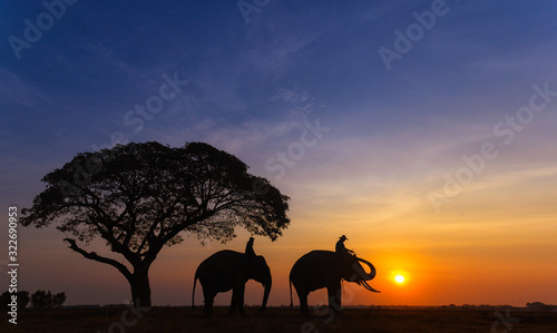 Silhouette of asia Elephants at Surin Thai land on the morning sunset. © Pramprach