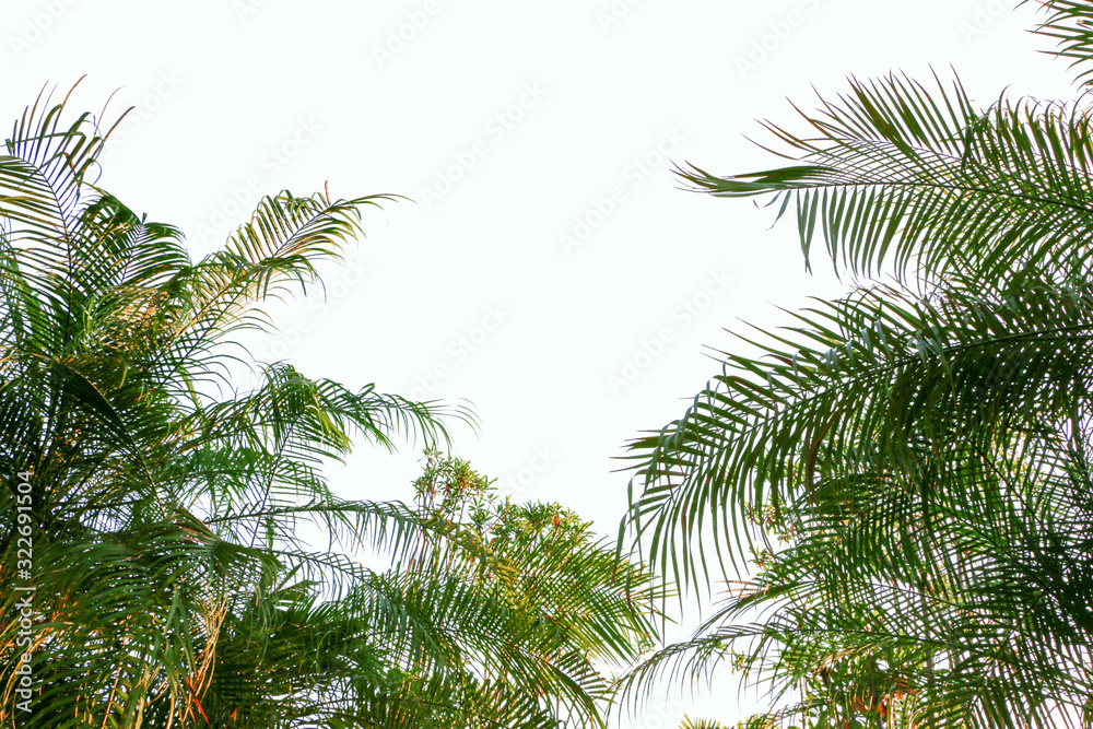 The leaves of palm trees and the sky