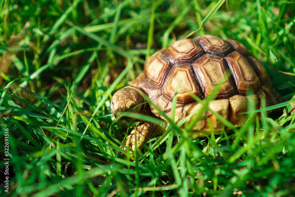 Turtles on the lawn and Suzuka turtles walking on the lawn Turtles on the lawn and Suzuka turtles walking on the lawn