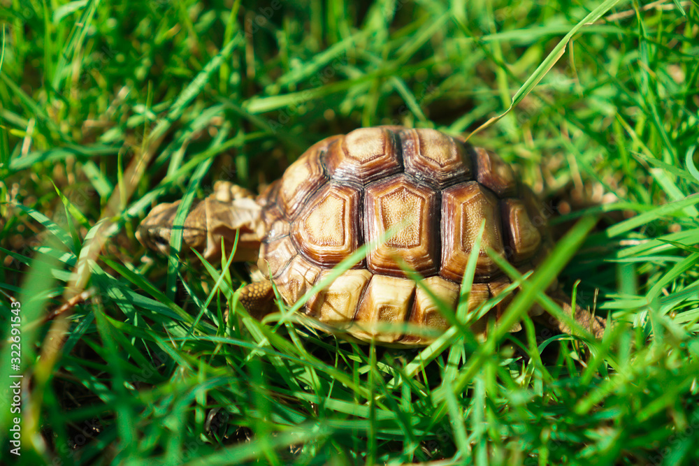 Turtles on the lawn and Suzuka turtles walking on the lawn Turtles on the lawn and Suzuka turtles walking on the lawn
