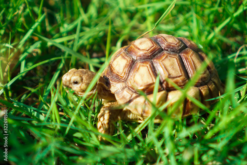 Turtles on the lawn and Suzuka turtles walking on the lawn