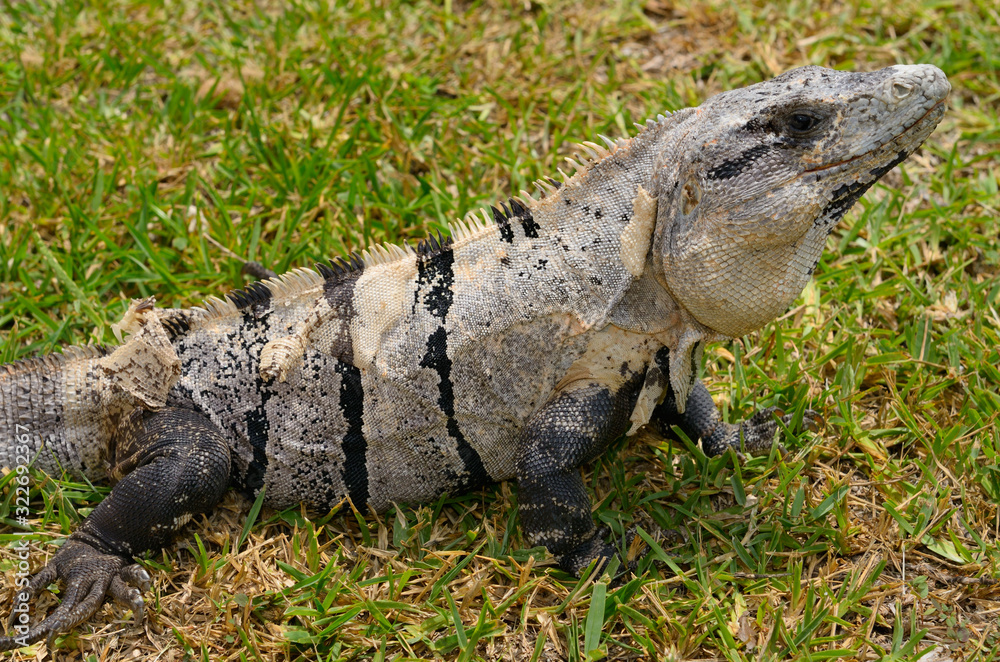 Obraz premium Molting iguana on a lawn of grass in Mexico