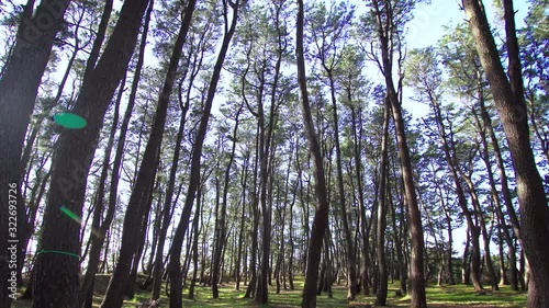 Matsubara pine forest in Miho, Shizuoka pref, Japan. panning. photo