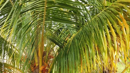 Coconut palm trees (pan right) photo