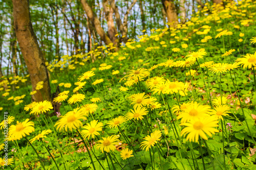 Spring yellow flowers in a forest glade