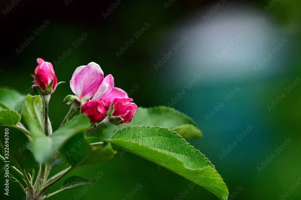 Apple blossom close-up. Spring flowers. Spring background.