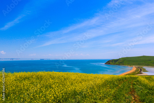 Spring rapeseed field in Crimea on the Black Sea