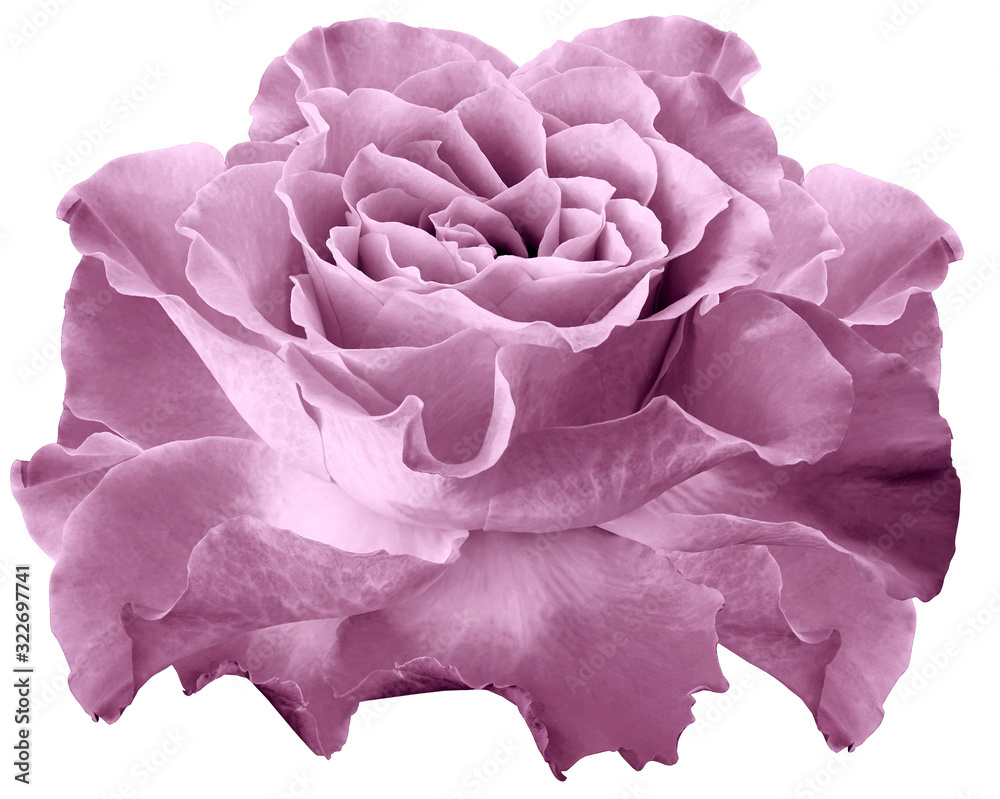 Rose light pink flower on white isolated background with clipping path. Closeup.  For design. Nature.