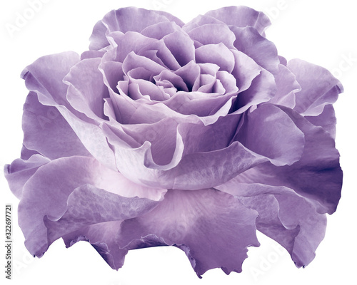 Rose light purple. flower on white isolated background with clipping path. Closeup.  For design. Nature. © nadezhda F
