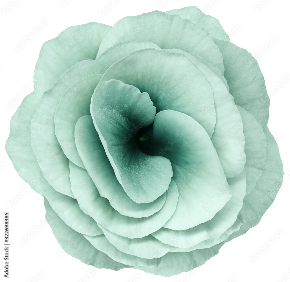 Obraz premium rose flower turquoise. Flower isolated on a white background. No shadows with clipping path. Close-up. Nature.