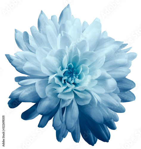 Chrysanthemum  light blue. Flower on  isolated  white background with clipping path without shadows. Close-up. For design. Nature. © nadezhda F