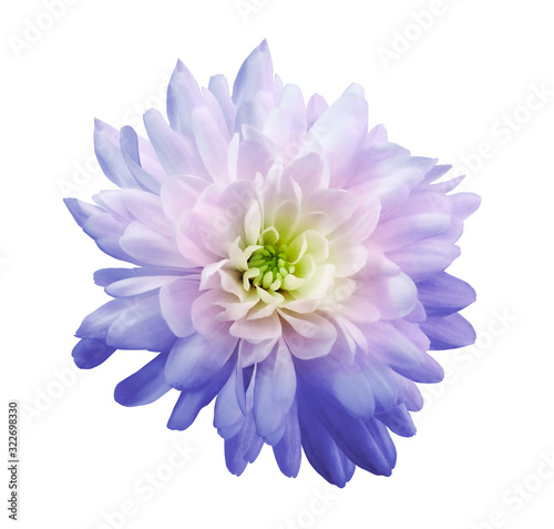 Chrysanthemum  light  purple-pink. Flower on  isolated  white background with clipping path without shadows. Close-up. For design. Nature.