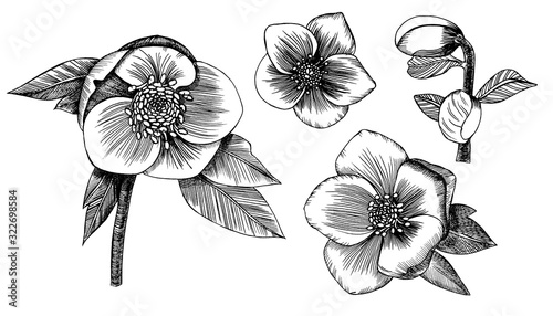 Tableau sur toile Set of spring flowers