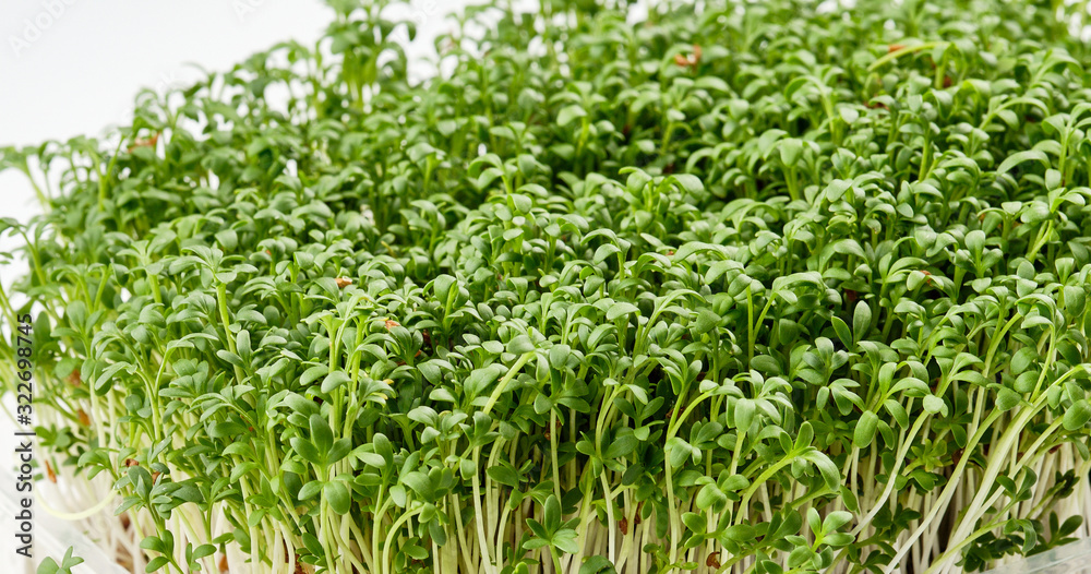 Fresh micro greens. Microgreens growing indoor Fresh micro greens. Microgreens growing indoor