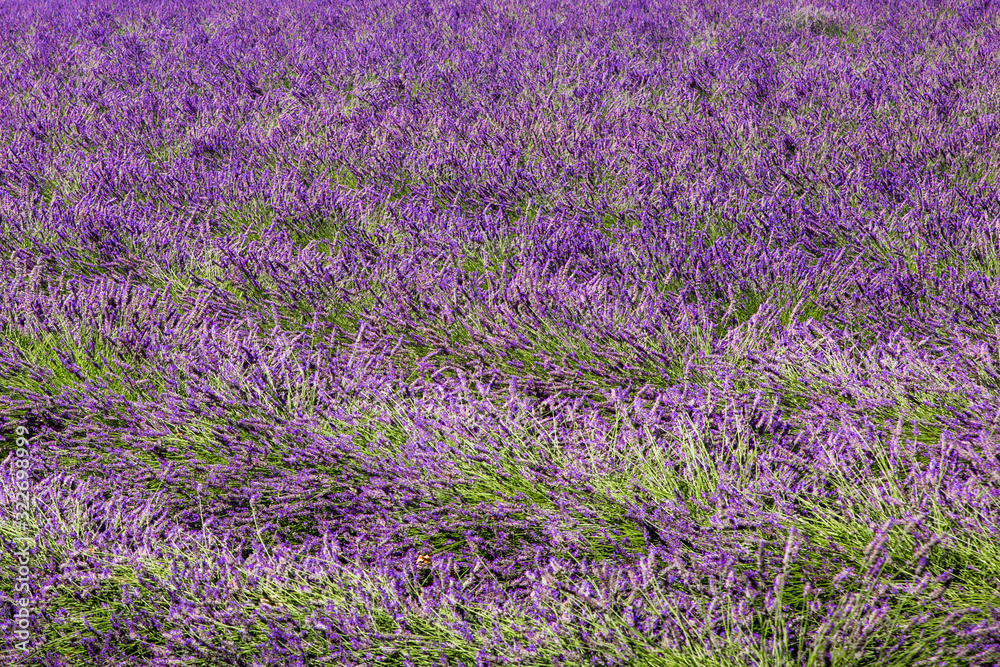 Fototapeta premium field of lavender