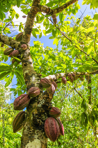 Ripe fruits of the cacao tree on tropical farm