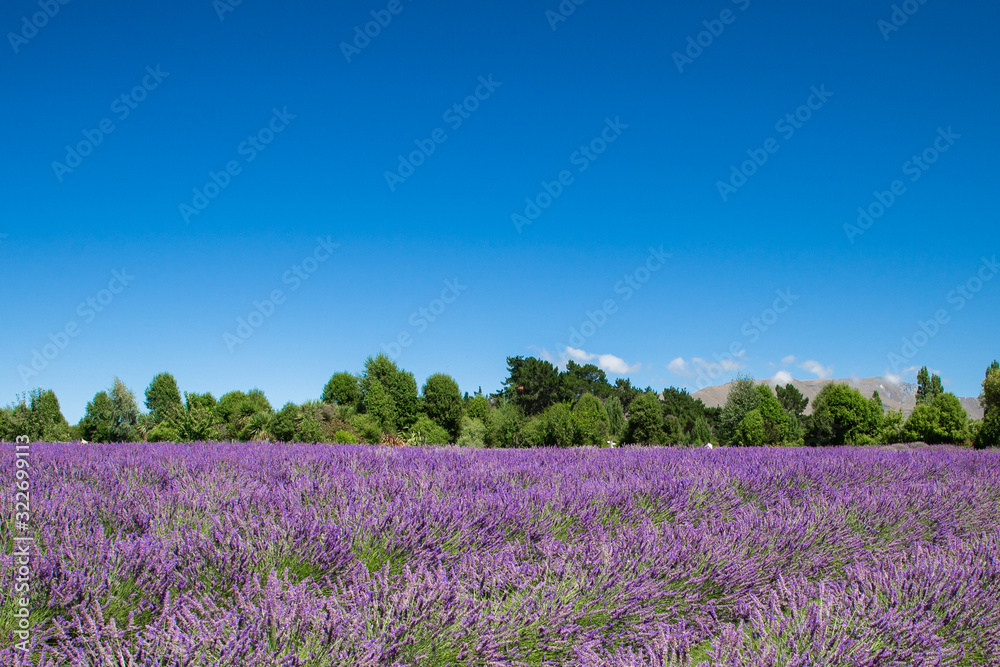 Lavender flower field landscape with blue sky background Lavender flower field landscape with blue sky background