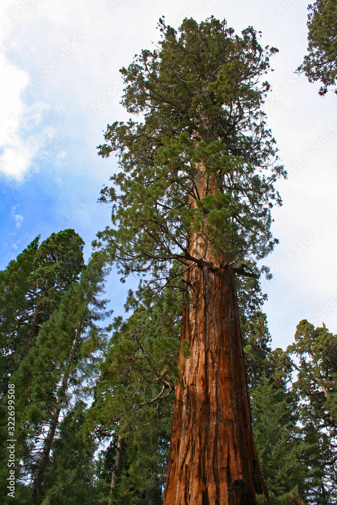 Fototapeta premium Giant Sequoia (CA 00680)