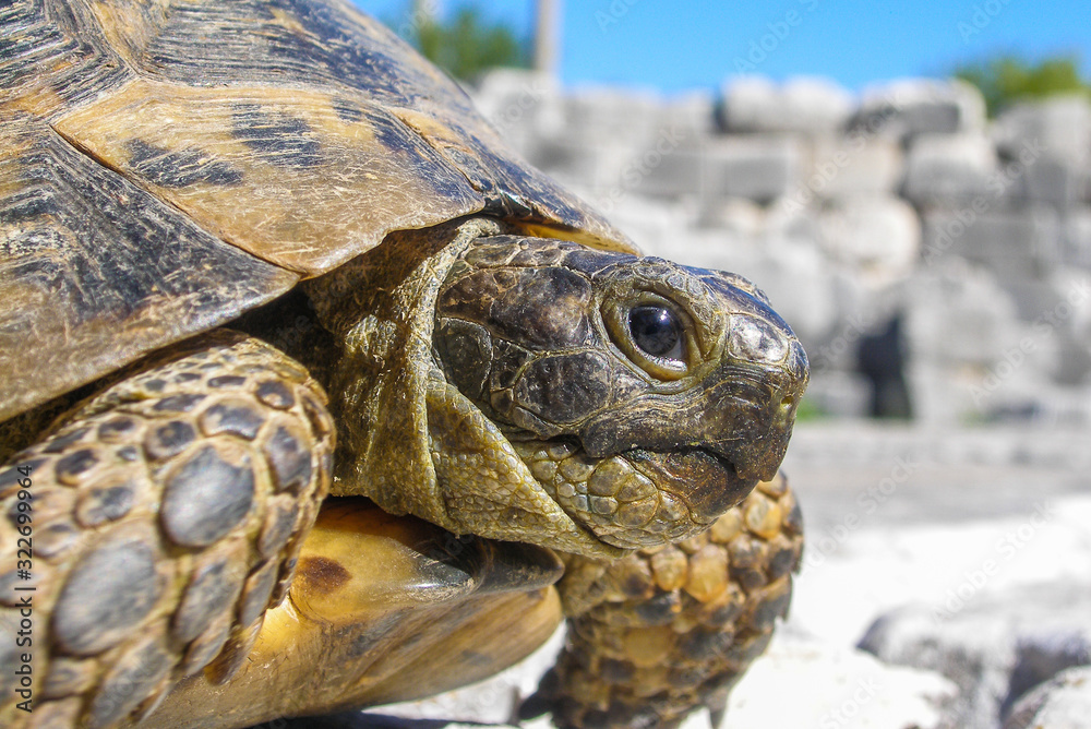 Portrait of a turtle on the ruins of the ancient Roman city Portrait of a turtle on the ruins of the ancient Roman city