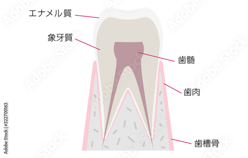 シンプルな歯の解剖図、日本語での各部名称つき