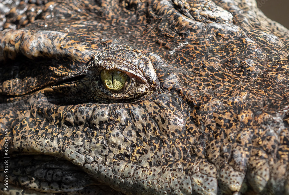 Fototapeta premium Close up Head of Crocodile was Floating in The Swamp and was Staring