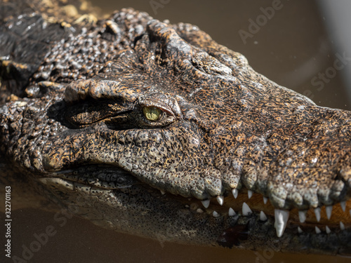 Close up Head of Crocodile was Floating in The Swamp and was Staring